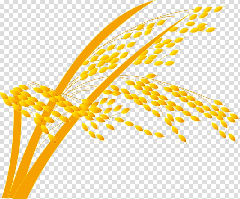 Rice gadu Paddy Field, paddy,Rice,Rice,Rice,Hedao transparent background PNG clipart