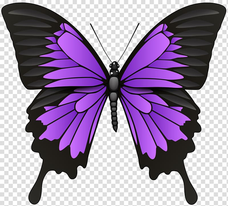 Butterfly Symbol , lilac flower transparent background PNG clipart
