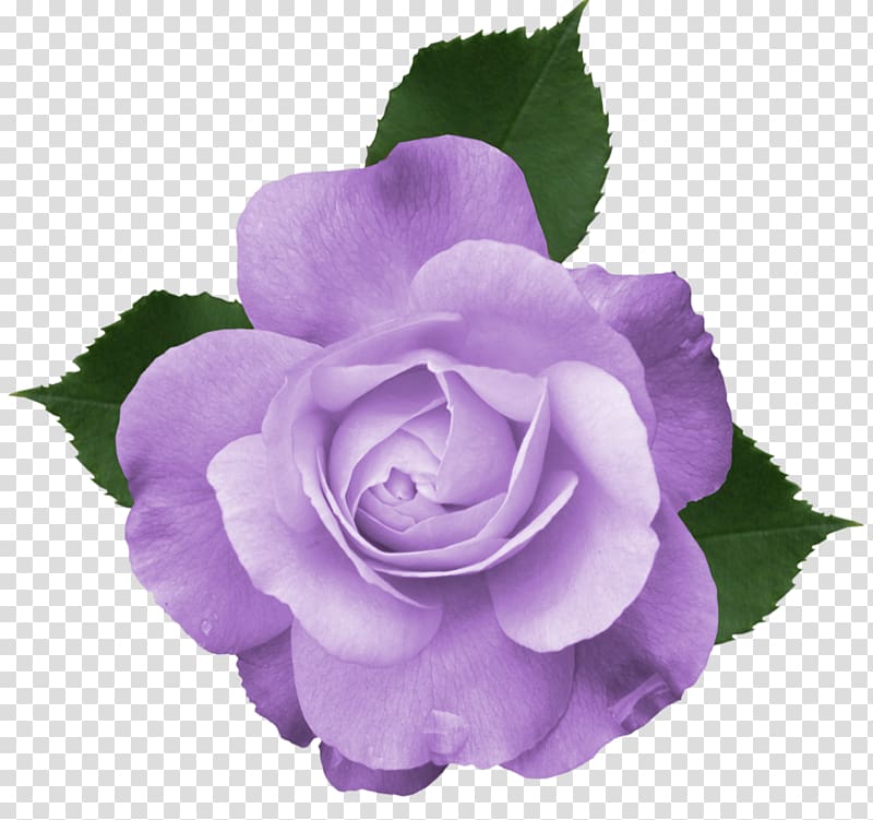 purple rose clipart