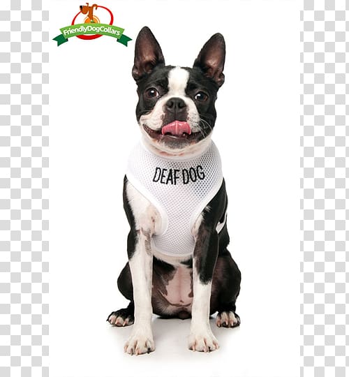 Boston Terrier Dog breed Bull Terrier Companion dog Dog harness, rescue dog harness transparent background PNG clipart