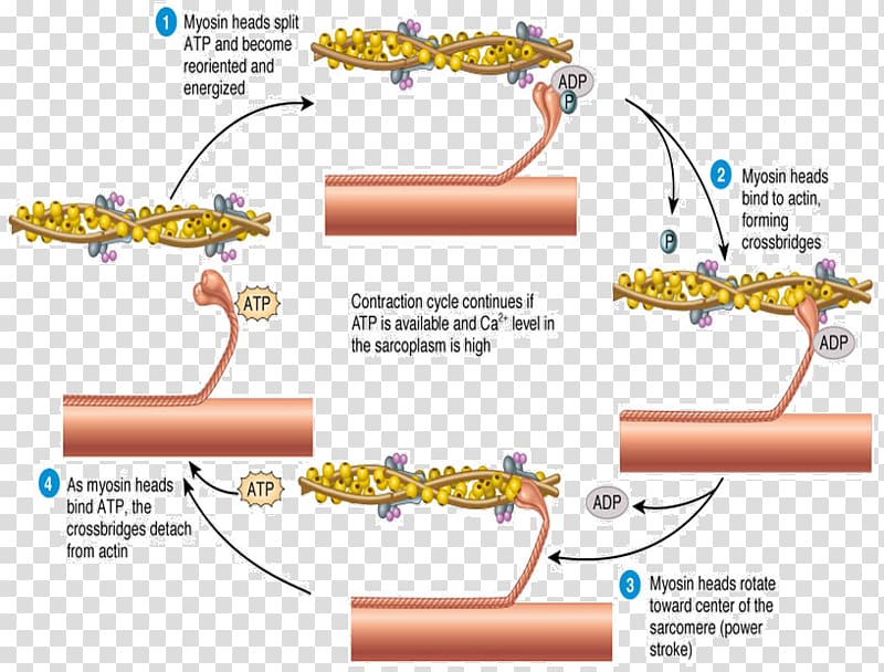 Skeletal muscle Muscle contraction Sliding filament theory Sarcomere, others transparent background PNG clipart