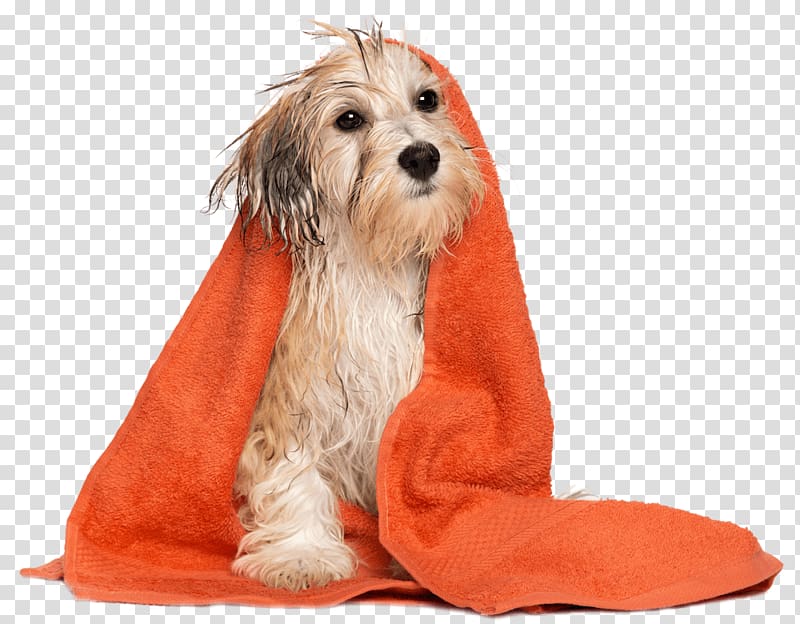 Dog grooming Puppy Pet Dog daycare Labrador Retriever, towel transparent background PNG clipart