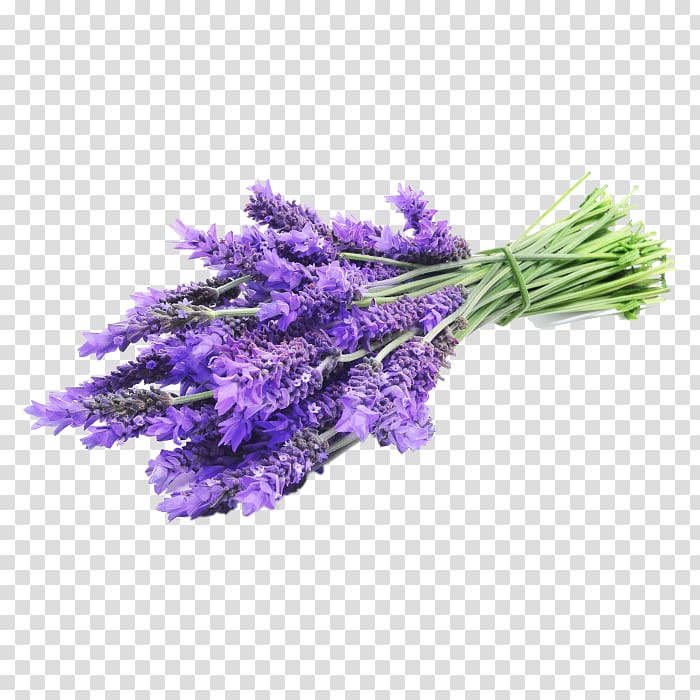English lavender Lavender oil Essential oil Flower, lavender label transparent background PNG clipart