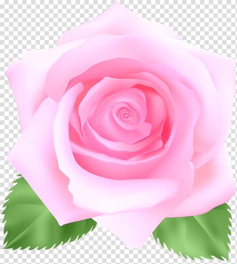 file formats Lossless compression, Pink Rose transparent background PNG clipart