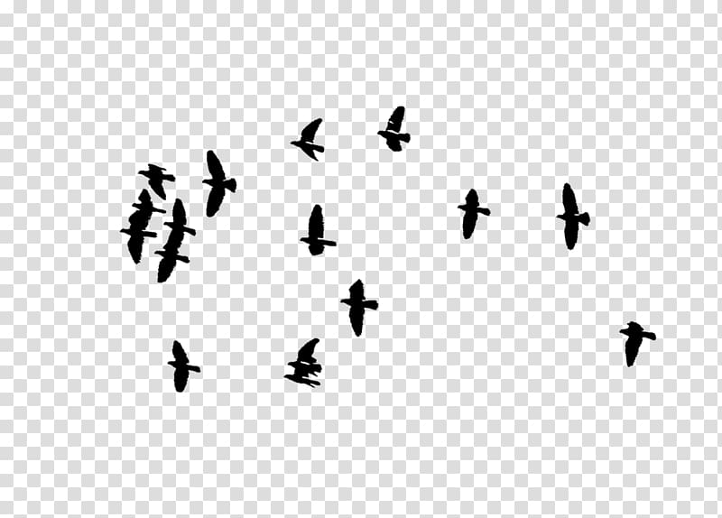 Bird flight Flock PicsArt Studio, Bird transparent background PNG clipart