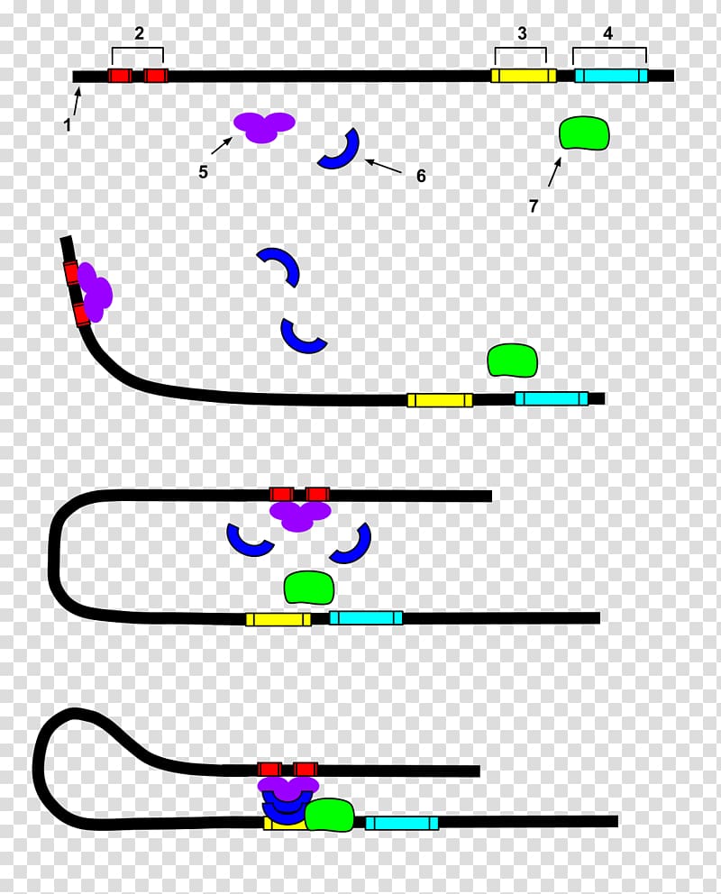 Enhancer Transcription factor Nucleic acid sequence DNA, chain gene transparent background PNG clipart