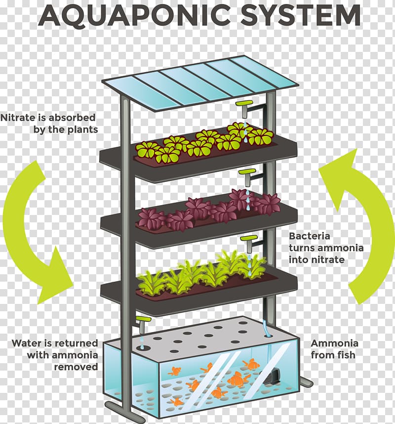 Aquaponics Hydroponics Agriculture System Aquaculture, Aquaponics transparent background PNG clipart