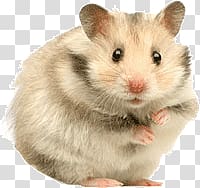 hamsters transparent background PNG clipart