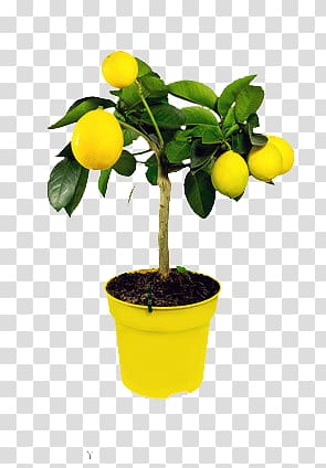 covered with a lemon tree transparent background PNG clipart