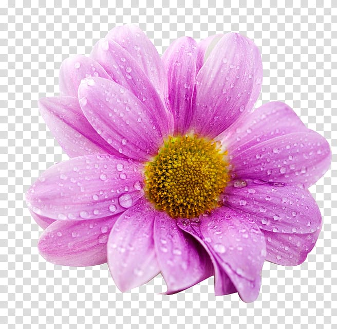 Ultra-high-definition television 4K resolution Flower , Purple daisy buckle Free transparent background PNG clipart