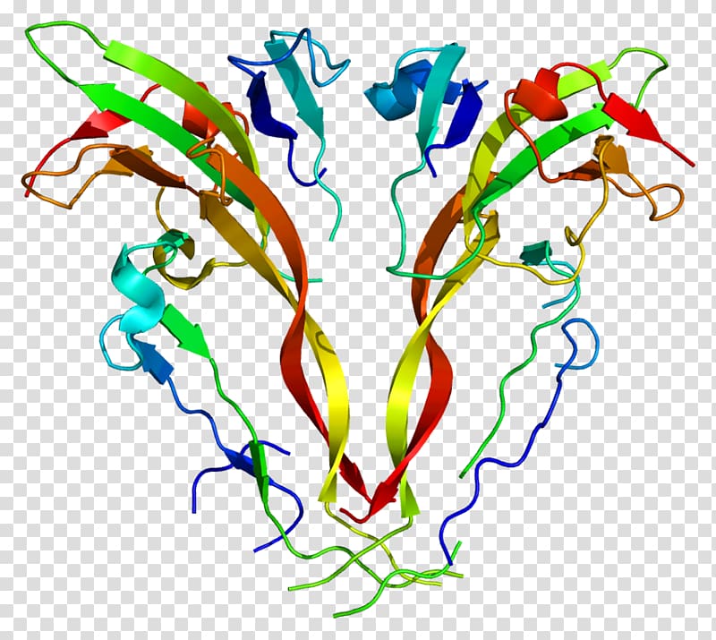 Activin INHBA ACVR2B Protein Myostatin, others transparent background PNG clipart