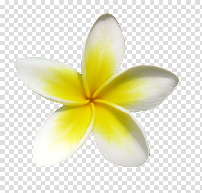 yellow and white plumeria flower, Frangipani Euclidean Icon, A small yellow frangipani transparent background PNG clipart
