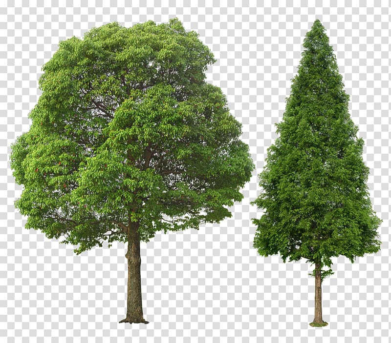 Tree Portable Network Graphics Adobe shop Psd , tree transparent background PNG clipart