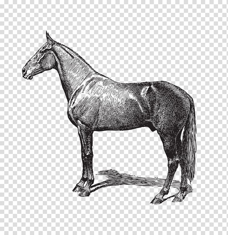 Live Horse Cattle , Hand-painted Mustang transparent background PNG clipart