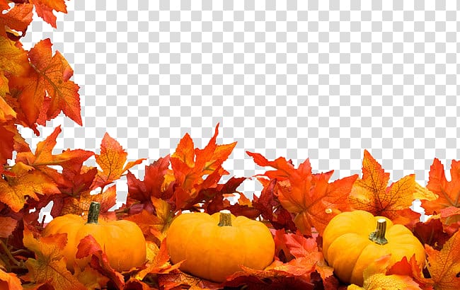 Autumn Harvest festival , Maple Pumpkin transparent background PNG clipart
