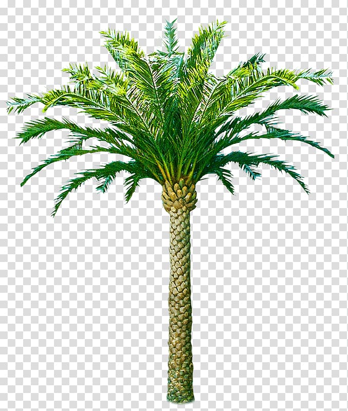 Palm trees Trachycarpus fortunei Coconut Canary Island date palm African oil palm, coconut transparent background PNG clipart