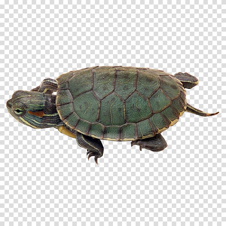 Reptile Chinese pond turtle Red-eared slider Turtles in captivity, turtle transparent background PNG clipart