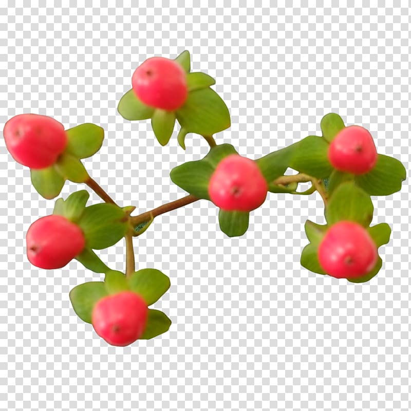 Pink peppercorn Food Lingonberry Fruit, small chrysanthemum transparent background PNG clipart