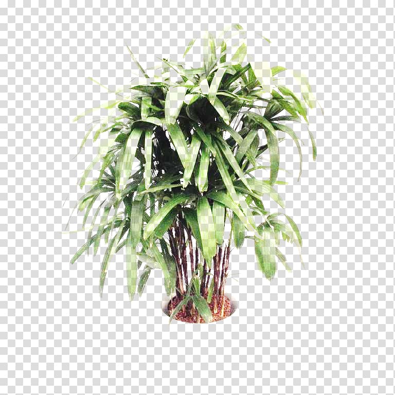 Tree Arecaceae Areca palm Plant stem, tree transparent background PNG clipart
