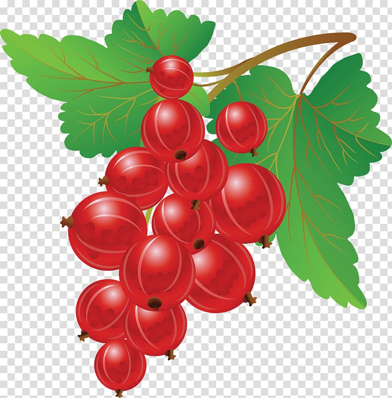 Redcurrant Blueberry Fruit , blueberry transparent background PNG clipart