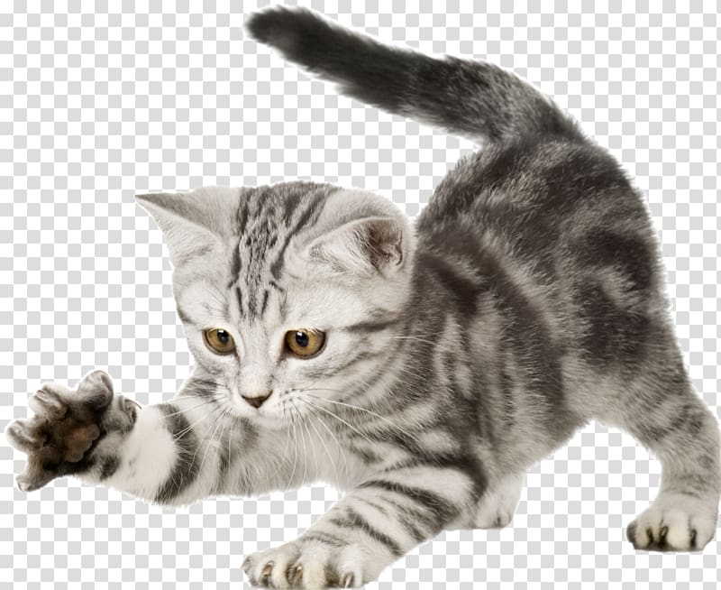 British Shorthair Kitten Puppy Dog Wildcat, cats transparent background PNG clipart