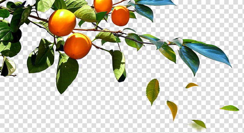 South Korea Poster, Branches persimmon fruit transparent background PNG clipart