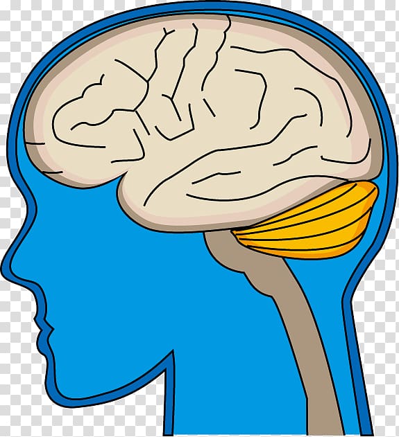 Brain Cerebrovascular disease 脳科学 Organism, Brain transparent background PNG clipart