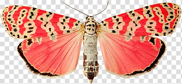 pink and white moth, Pink Dots Butterfly transparent background PNG clipart