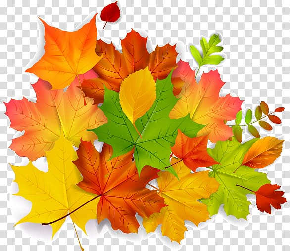 Maple leaf Autumn, Maple autumn leaves transparent background PNG clipart