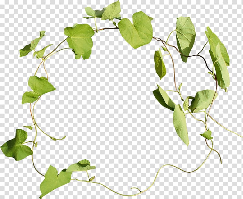 Leaf Presentation , Leaf transparent background PNG clipart