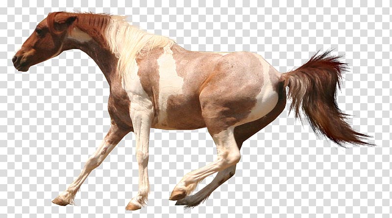 American Paint Horse Arabian horse American Cream Draft Appaloosa Mustang, mustang transparent background PNG clipart