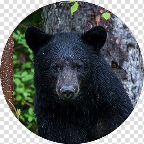 Grizzly bear American black bear Brown bear Lake, others transparent background PNG clipart