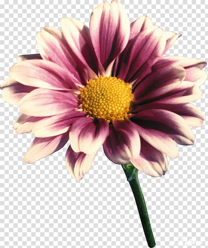 Transvaal daisy Cut flowers Lilac Violet, gerbera transparent background PNG clipart
