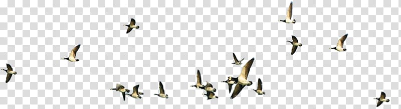 group of brown birds, Bird Flight Flock, Flying bird transparent background PNG clipart