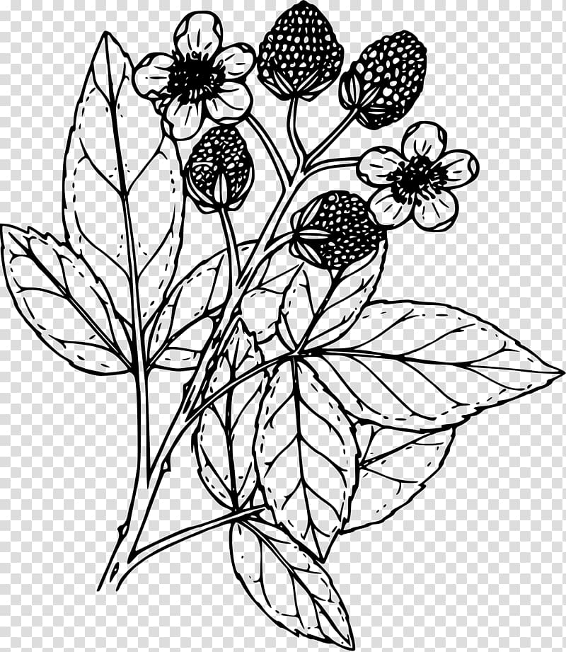 Coloring book Drawing Blackberry , raspberries transparent background PNG clipart
