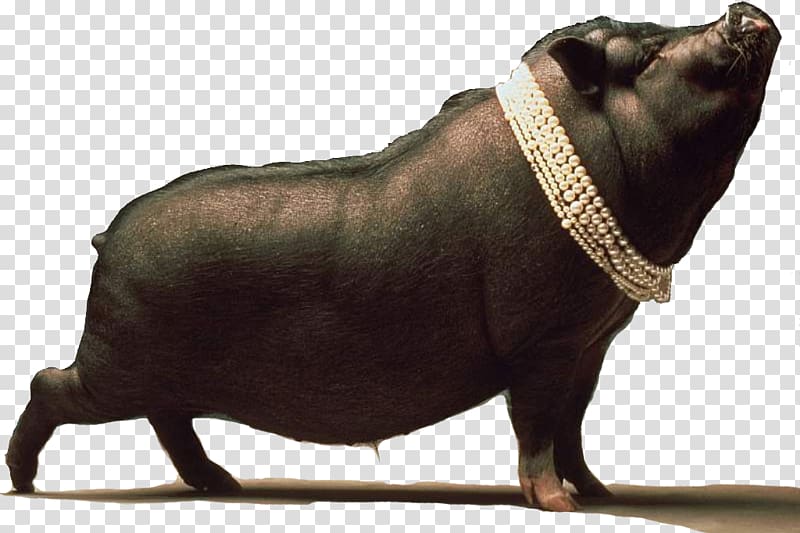 Black Iberian pig Dream Ritual, cerdo transparent background PNG clipart
