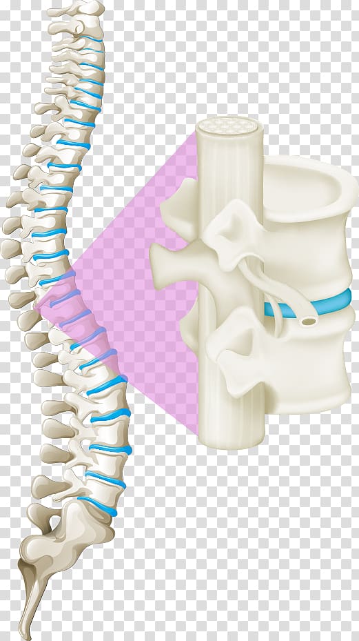 white spinal cord illustration, Back pain Vertebral column Human back Spinal cord, white bones of the spine transparent background PNG clipart