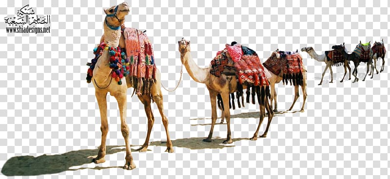 camels walking on sand illustration, Dromedary Muharram Desert Animal Justdial, camel transparent background PNG clipart