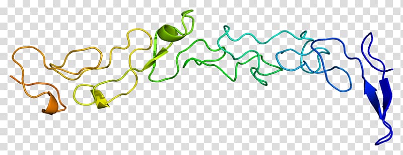 Laminin, gamma 1 Glycoprotein Gene, Gamma1 transparent background PNG clipart