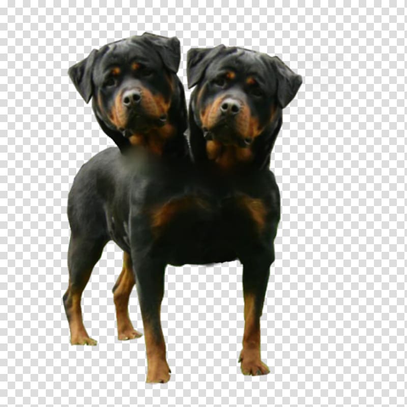 American English Coonhound Two Headed Dogs Polycephaly, love wood transparent background PNG clipart