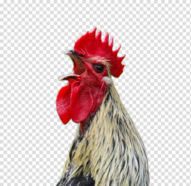 grey rooster, Marshal Reuben J. Cogburn Chicken Rooster Screaming Cock a doodle doo, Cock transparent background PNG clipart