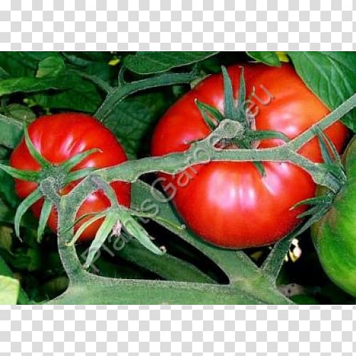 Marmande Tomato seed oil Heirloom tomato Beefsteak tomato, tomato transparent background PNG clipart
