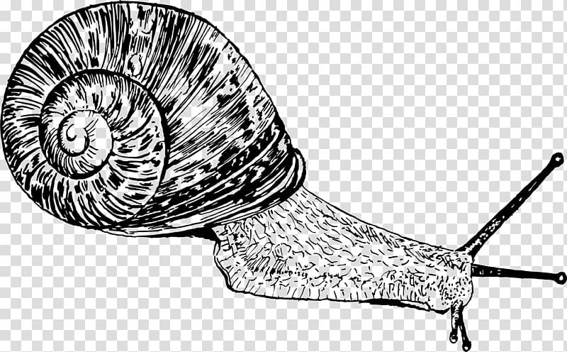 Gastropods Snail Drawing , Snail transparent background PNG clipart