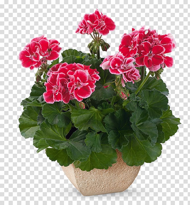 Crane\'s-bill Flowerpot Houseplant Annual plant Garden geranium, plant transparent background PNG clipart