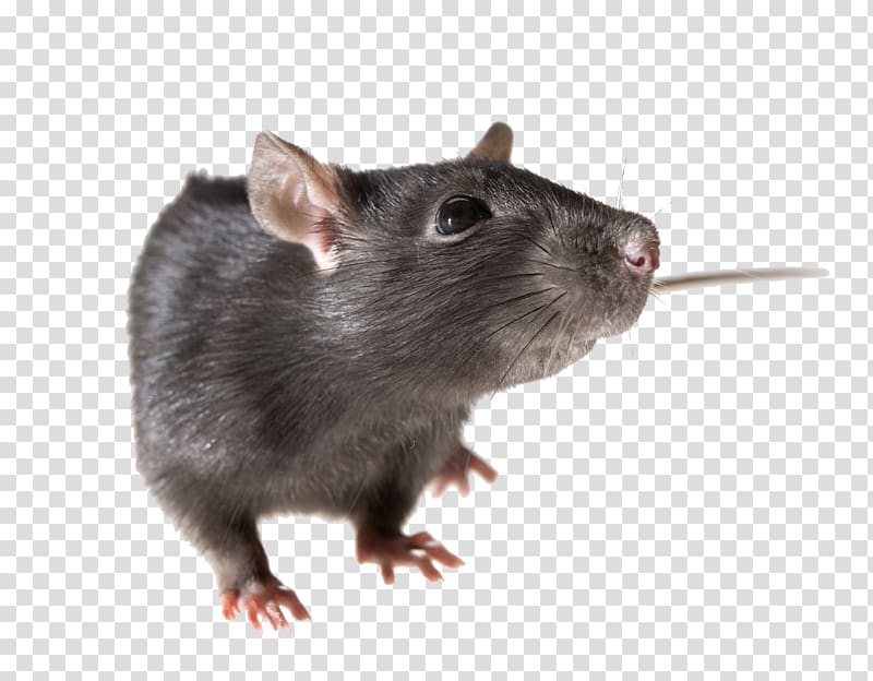 Brown rat Mouse Rodent Black rat, Rat Pic transparent background PNG clipart