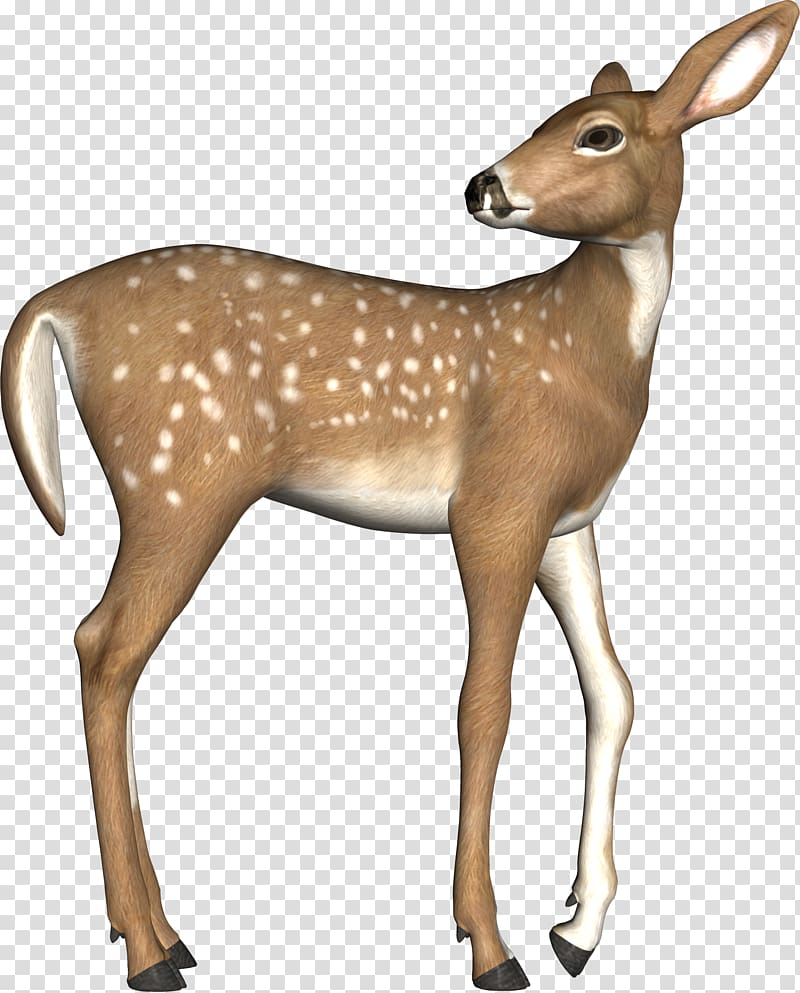 White-tailed deer Elk Red deer, Brown Deer transparent background PNG clipart