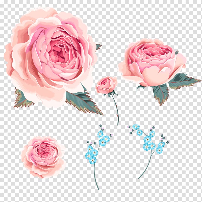 Garden roses Centifolia roses Beach rose Orchids, Wind Rose,Small orchid transparent background PNG clipart