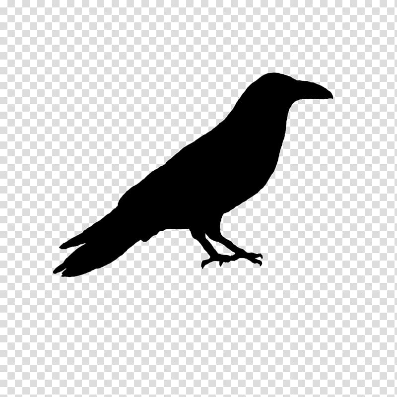American crow Rook New Caledonian crow Common raven, others transparent background PNG clipart