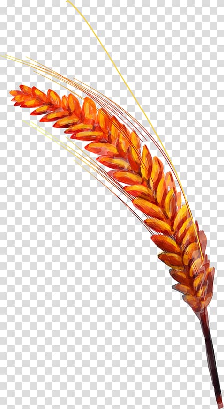 Common wheat Golden rice, Wheat transparent background PNG clipart