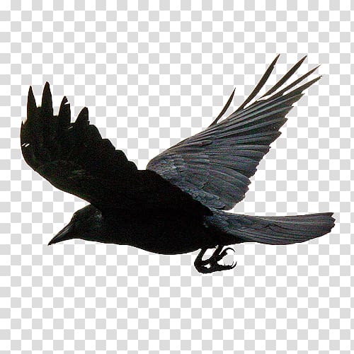 black raven art, Flying the crows transparent background PNG clipart